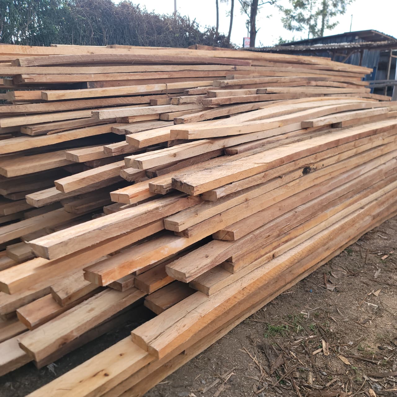 Bluegum Timber 2
