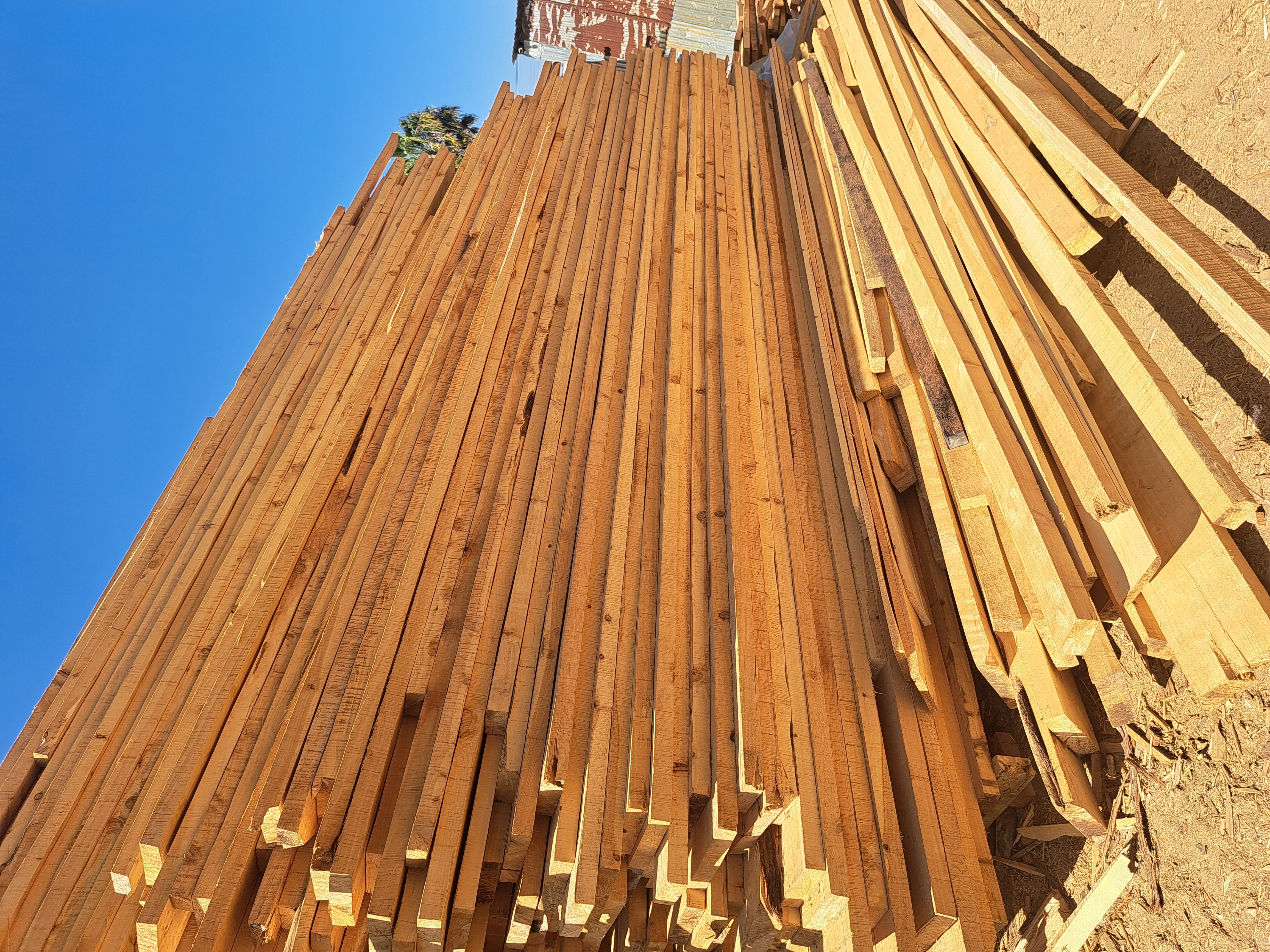 Cypress Timber 2