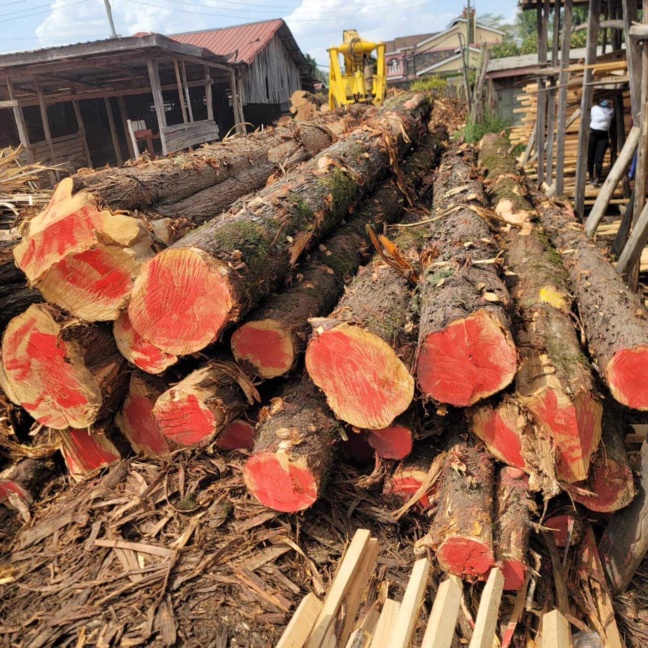 Cypress Timber 9
